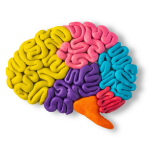 Photo of a brain promoting neurological conditions and brain injuries from Sport & Spine in Marshfield, WI